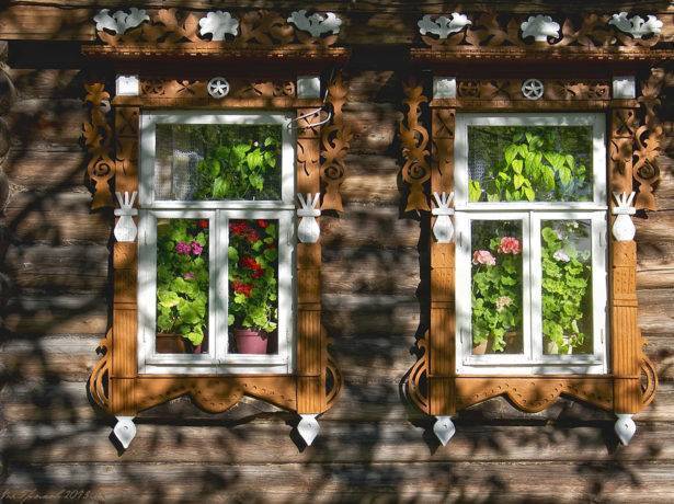 Цветы в доме: почему не цветёт герань а даёт только листву?