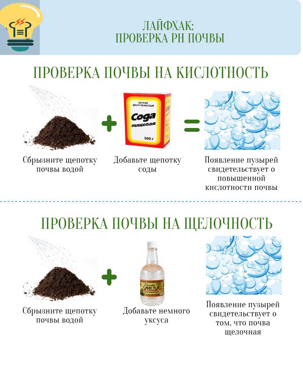 Лайфхаки для огорода и сада: 15 примеров дачной хитрости и находчивости