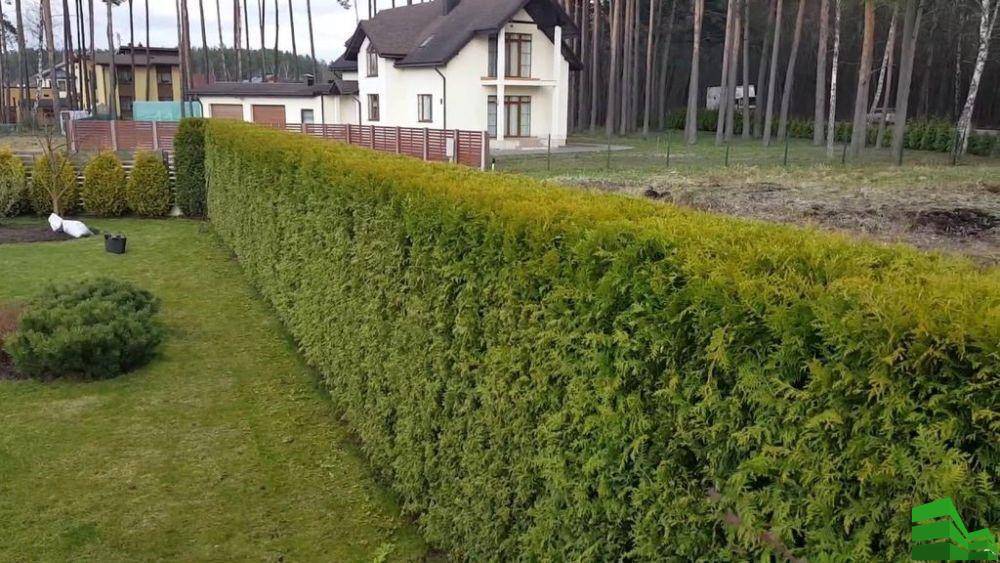 Как отгородиться от взглядов соседей на дачном участке?