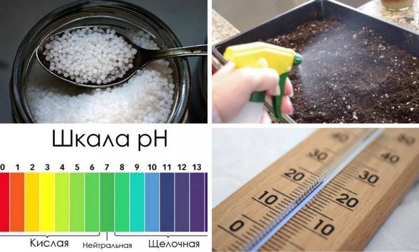 [Растения в доме] Как размножить гортензию своими руками?
