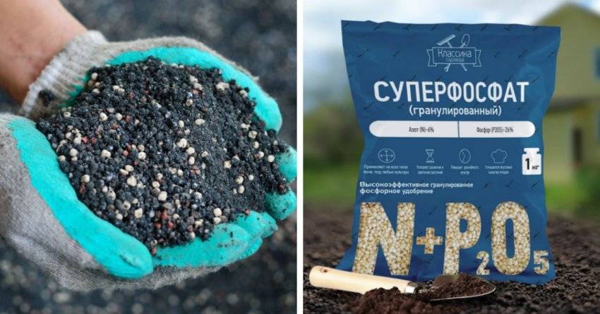 Рулонный газон на загородном участке: все «за» и «против»