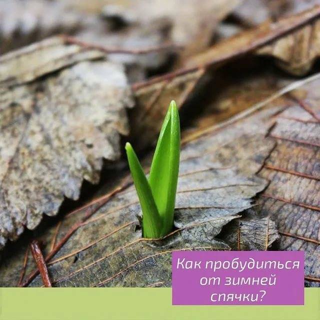 Как пробудиться от зимней спячки и зарядиться энергией весны