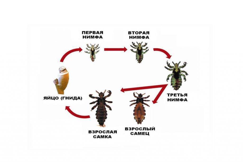 Как вывести вши и гнид в домашних условиях у ребенка и взрослого